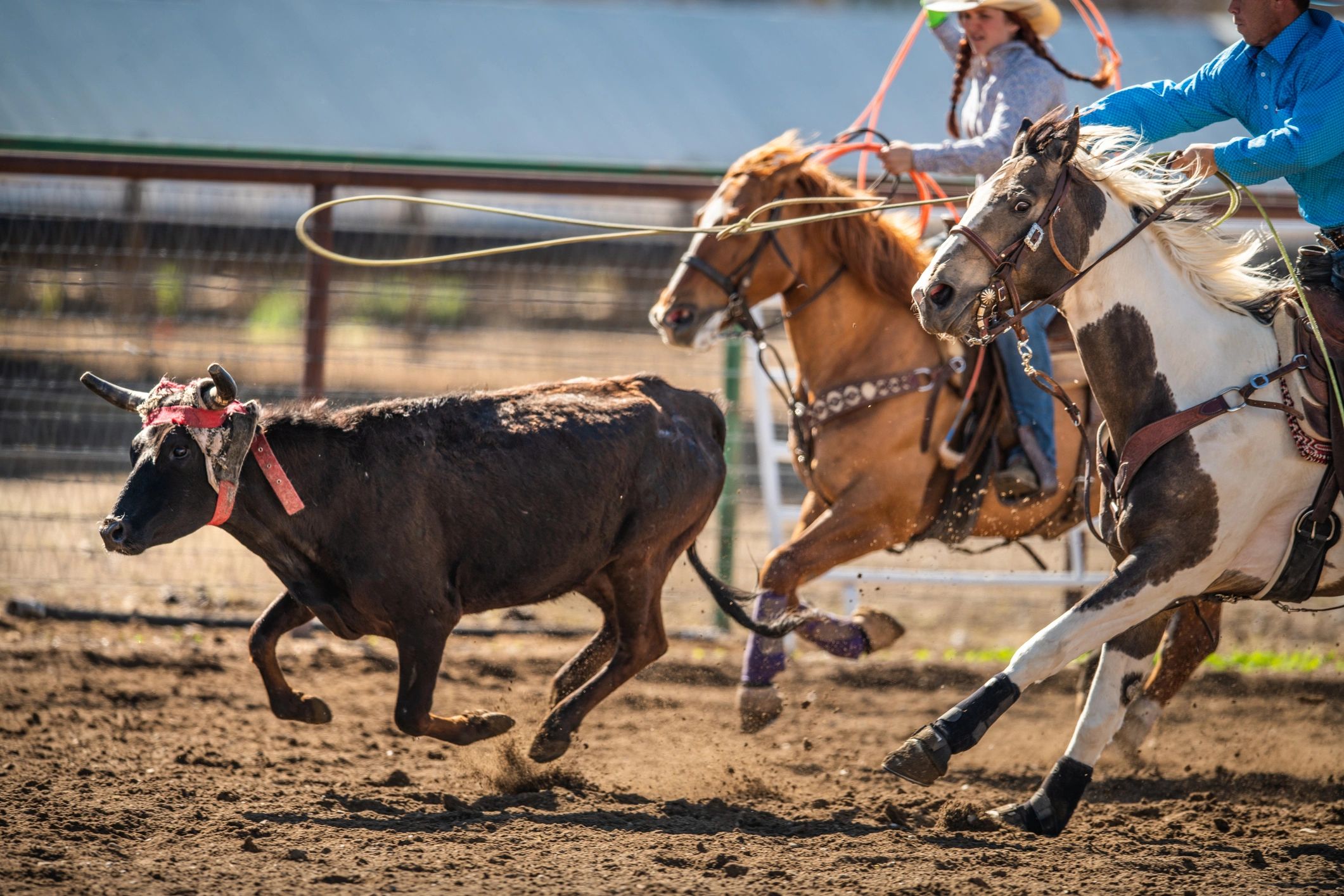 Rodeo action with riders on horseback