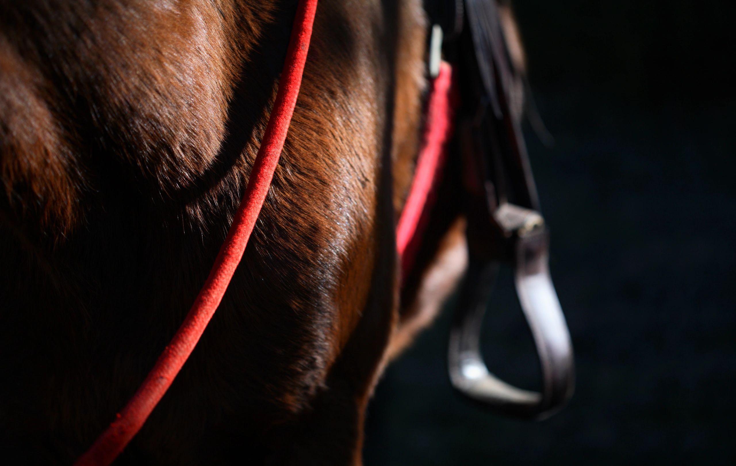Close-up of saddle on a horse