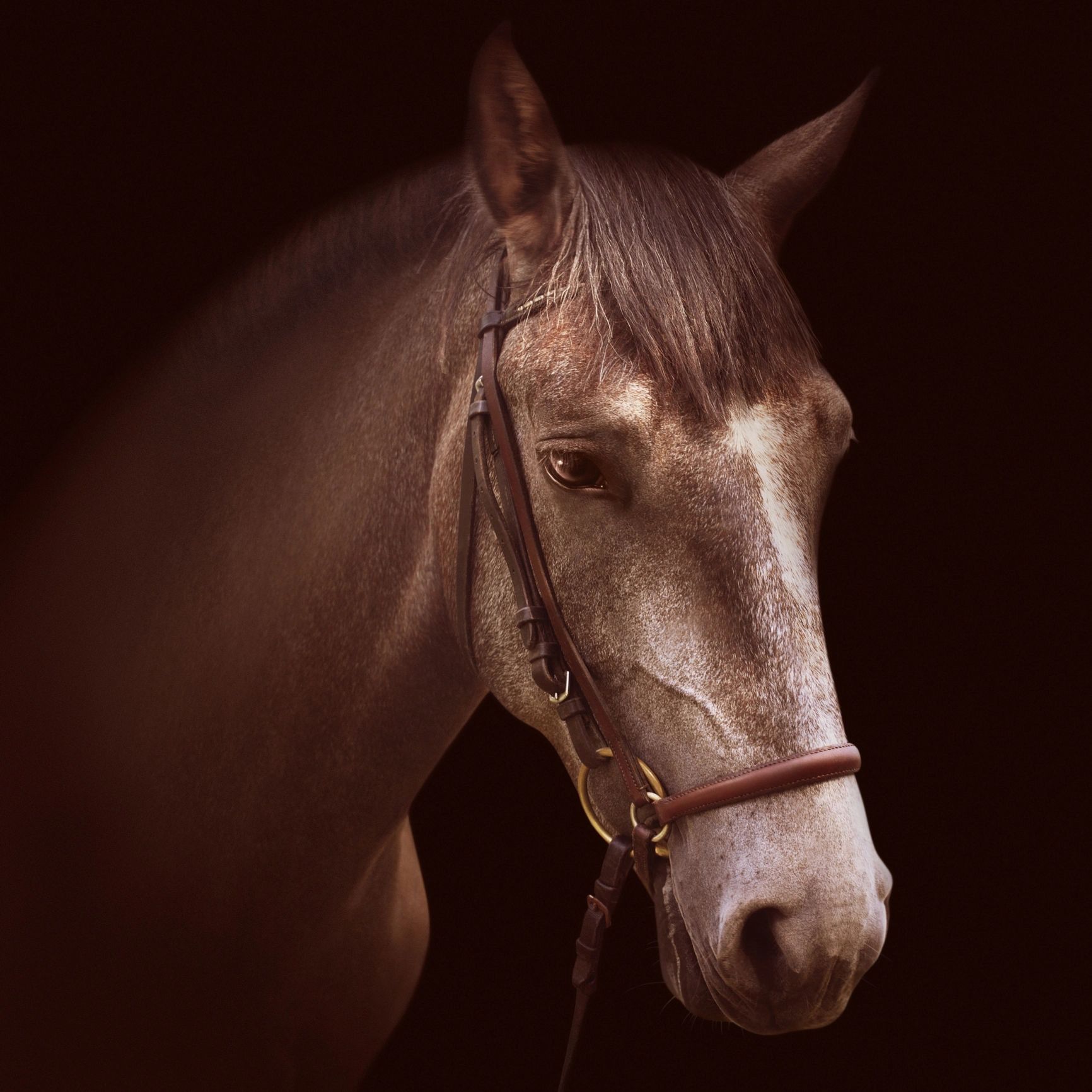 Close-up portrait of a horse wearing a bridle