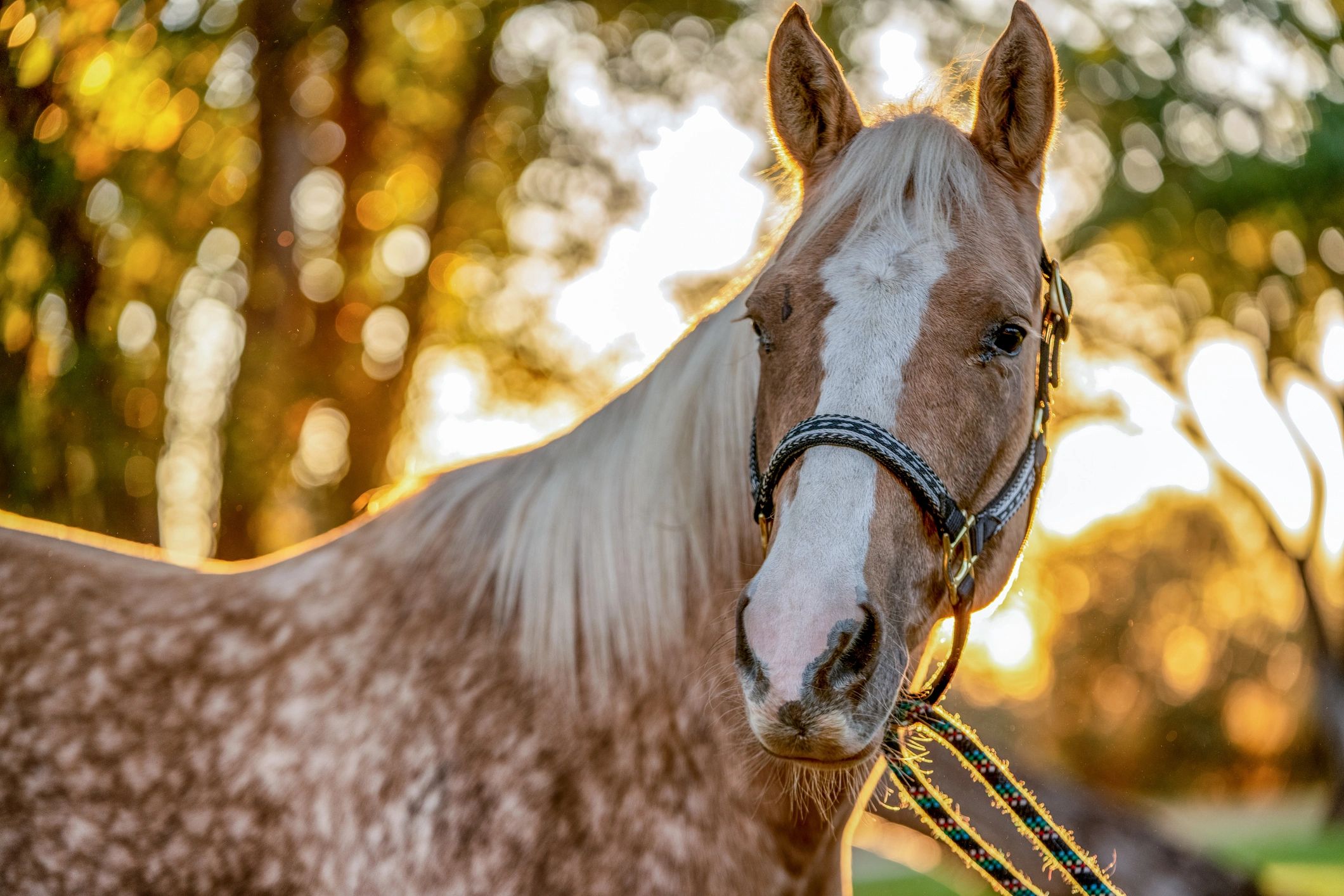 Palomino quarter horse posed outdoors at sunset