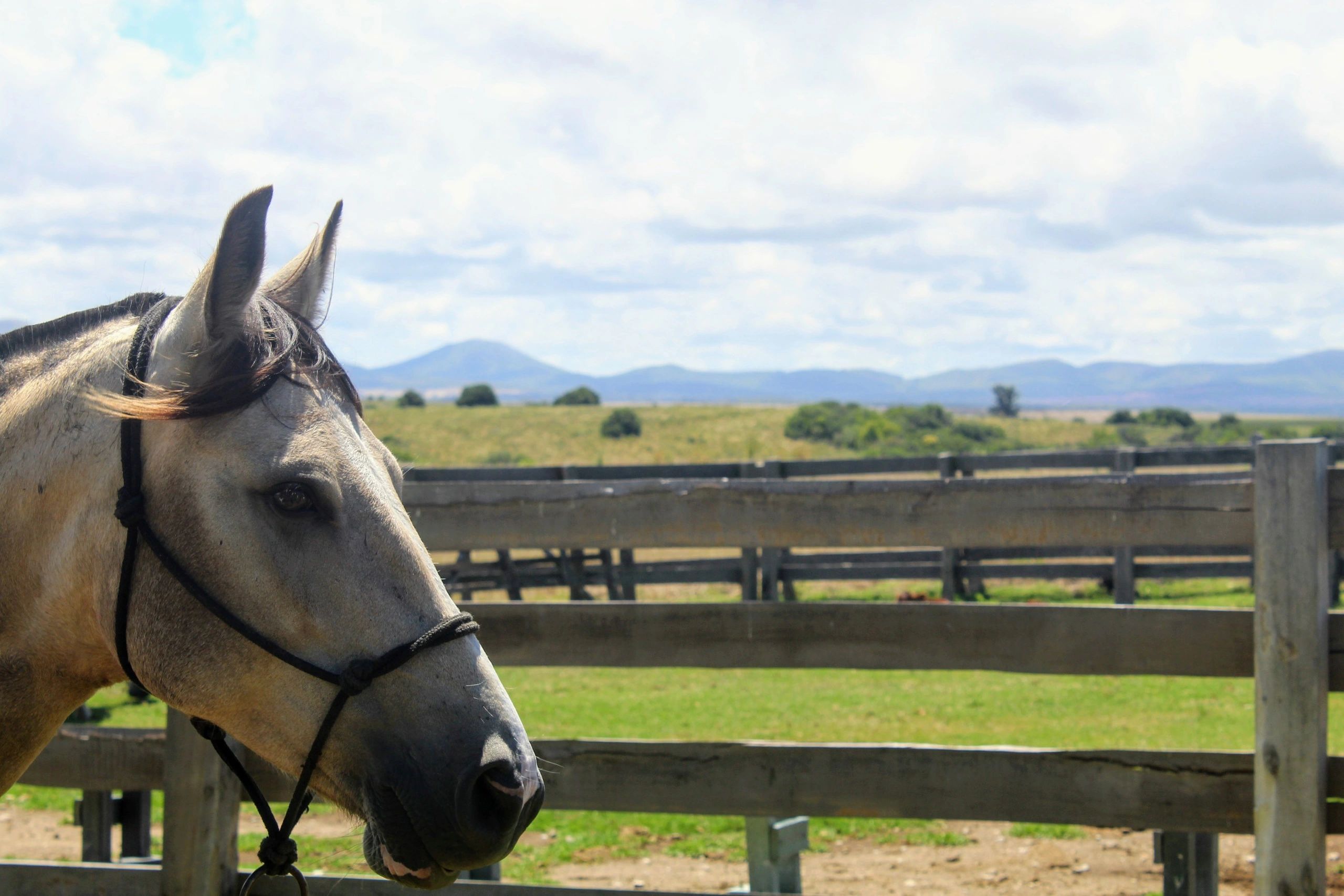 Horse portrait representing performance breeding