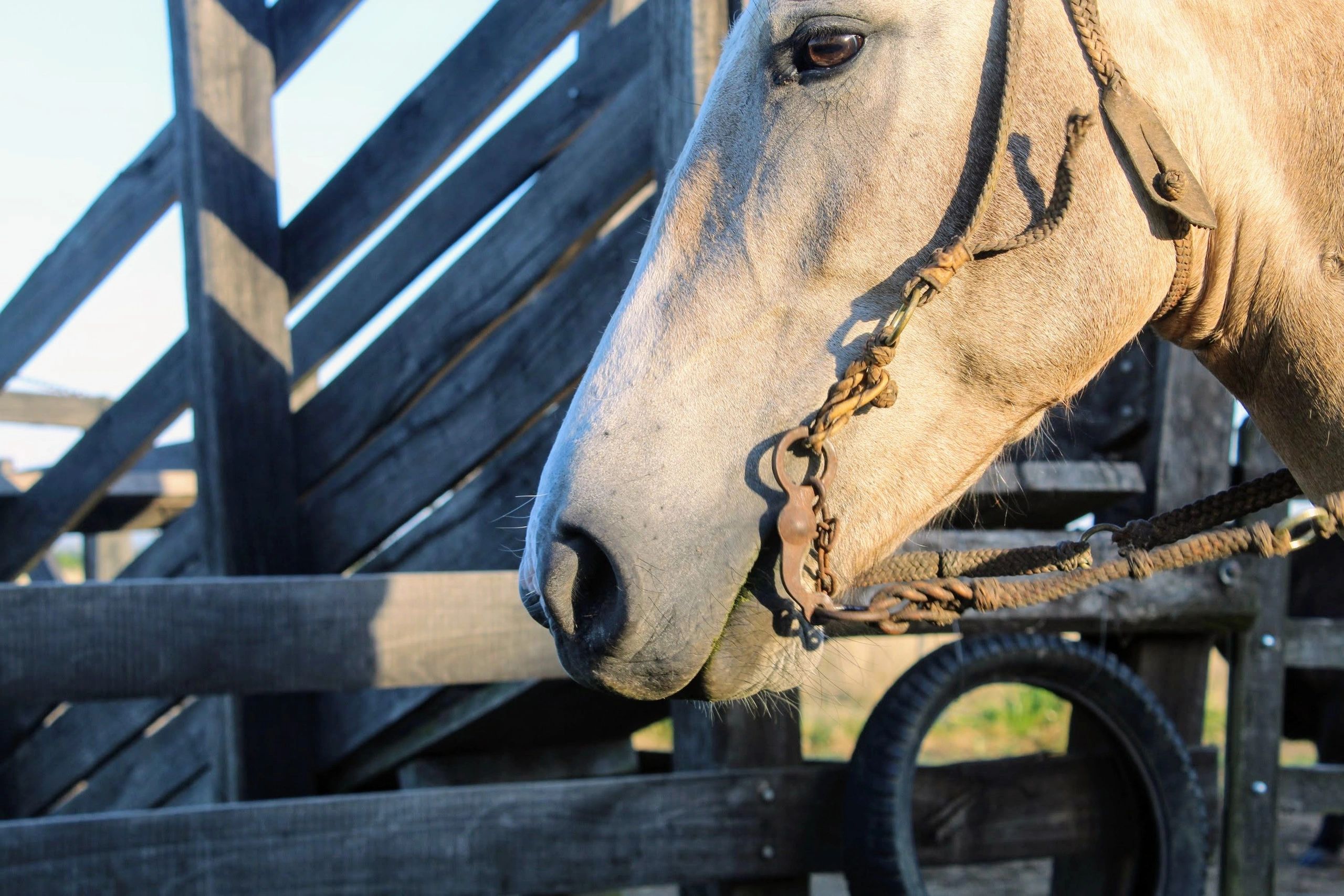 Horse face close-up