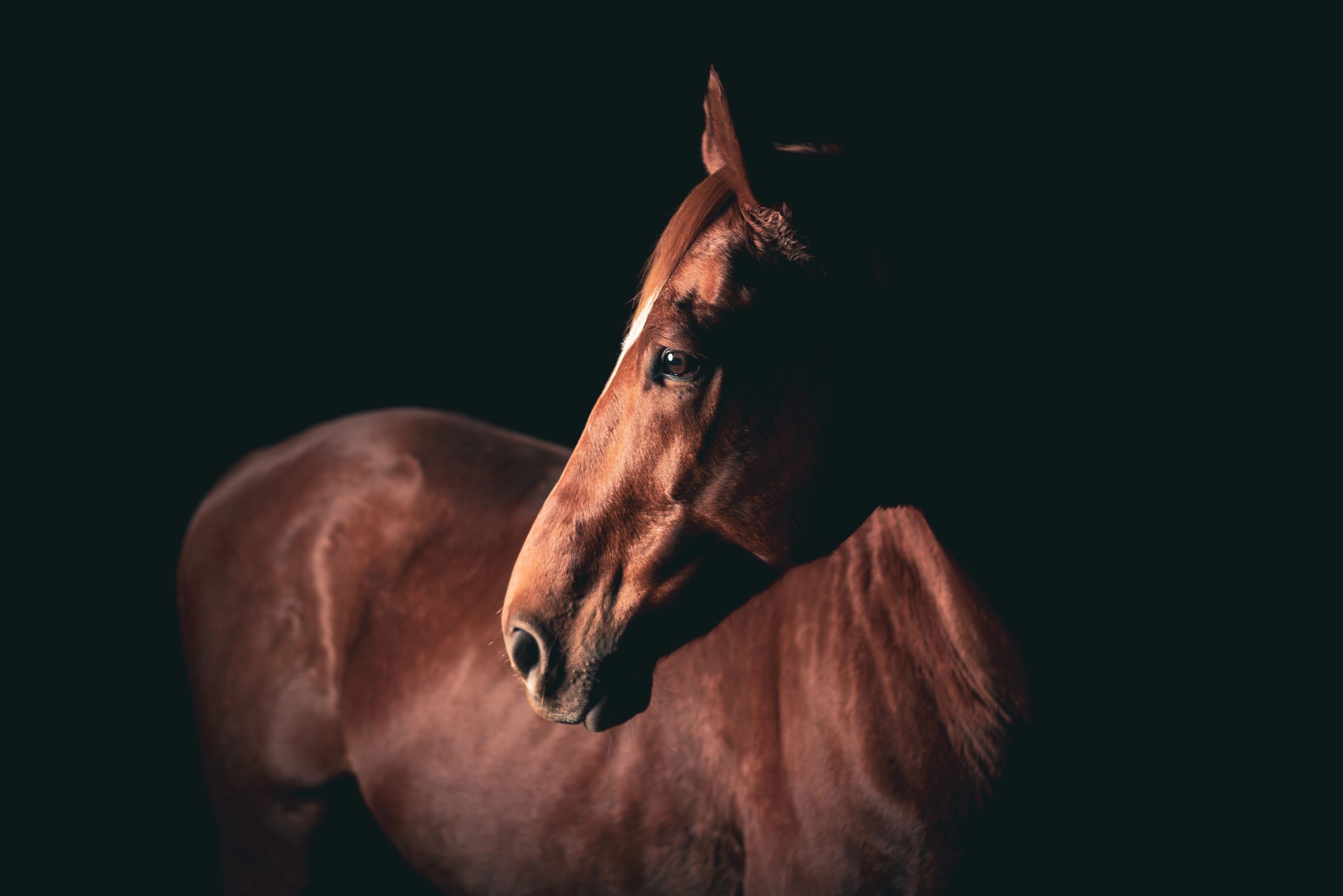Portrait of a bay horse against dark background