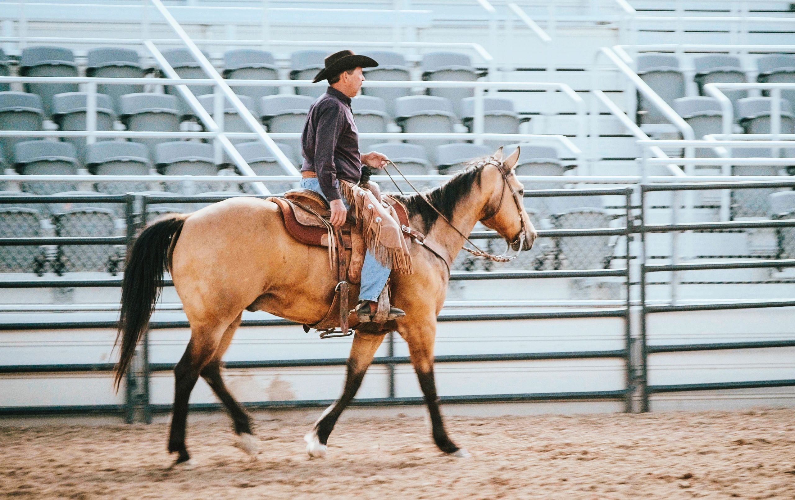 Horses and riders in a rodeo arena